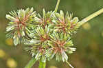 Drummond's sedge